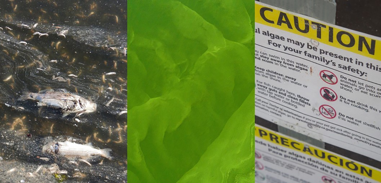 A collage of images showing dead fish, harmful algal blooms, and a caution sign.