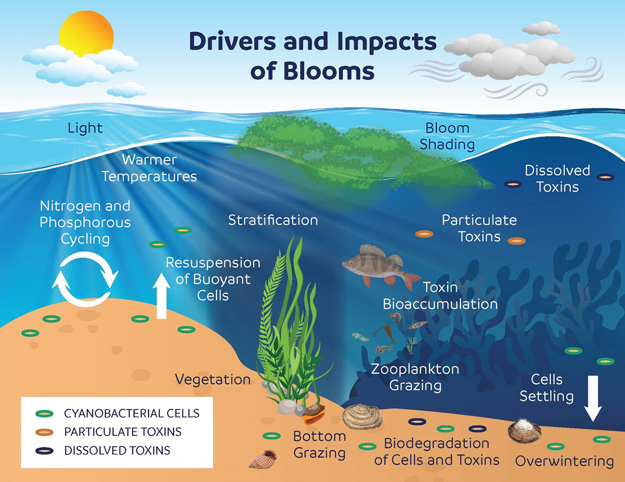 Drivers and Impacts of Blooms An infographic that displays the drivers and impacts of harmful algal blooms in the San Francisco Bay-Delta.