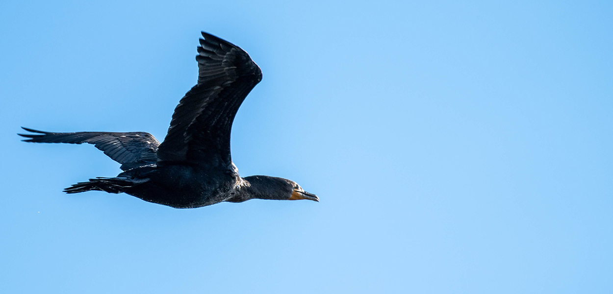 A single cormorant bird flying across blue sky in the Sacramento-San Joaquin Delta near Oakley, California.