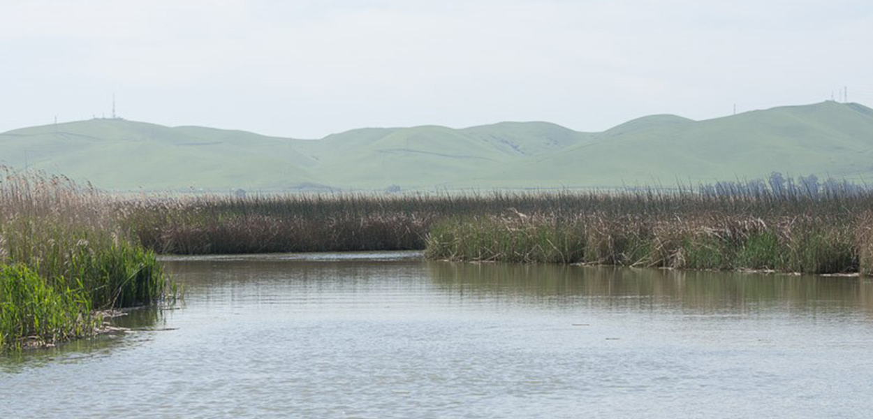 Sacramento-San Joaquin Delta waterway tule blowing in the wind.