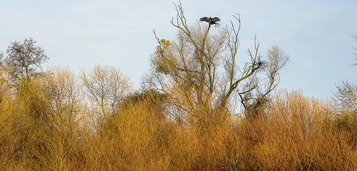 A photo of the Delta Meadows Park Property courtesy of California State Parks, 2025.