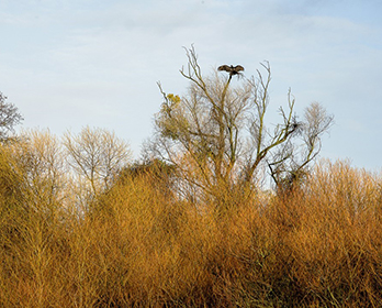 A photo of the Delta Meadows Park Property courtesy of California State Parks, 2025.