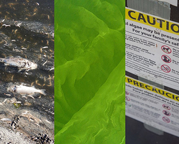 A collage of images showing dead fish, harmful algal blooms, and a caution sign.