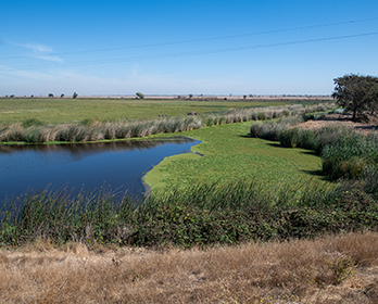 Habitat surrounding the future location of the Lookout Slough Tidal Restoration Project, located in the Cache Slough complex within the southern part of the Yolo Bypass in Solano County.