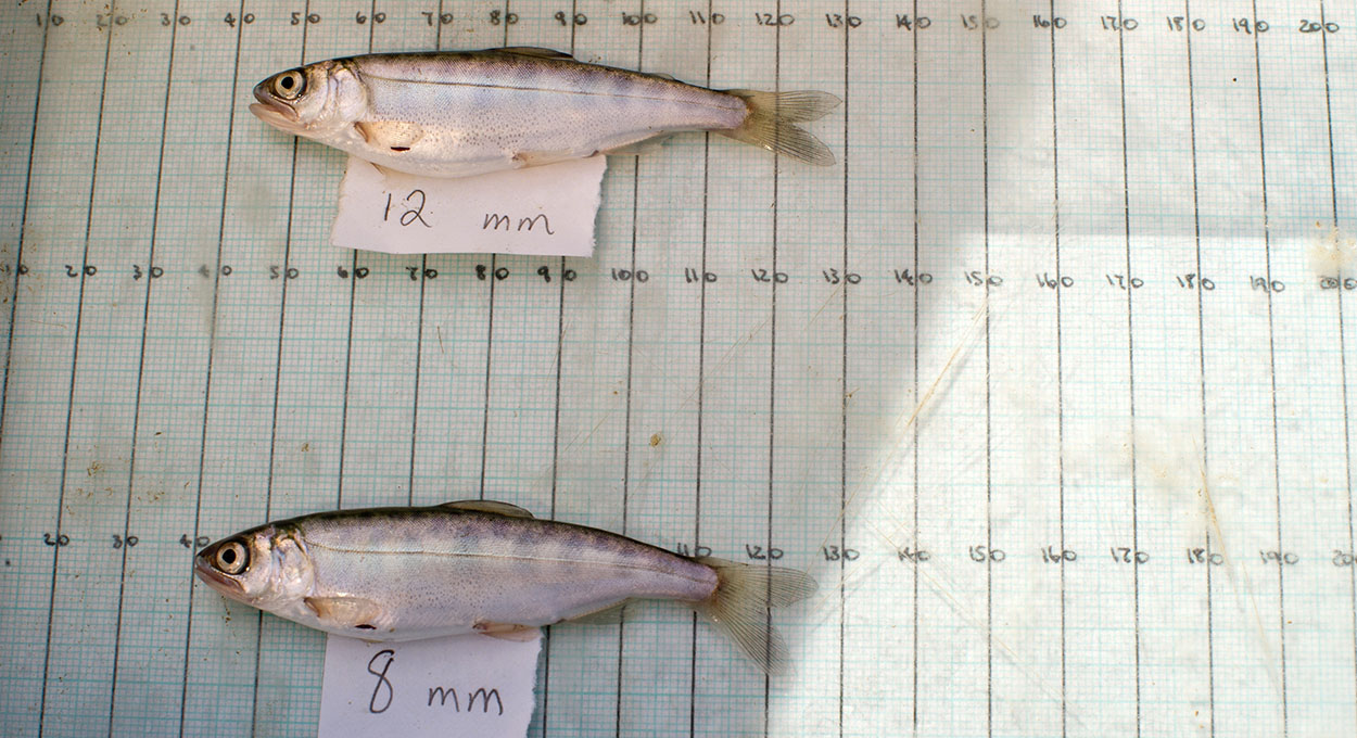 Two small fish rest on a numerical measuring grid before being released into the Yolo Bypass.