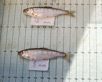 Two small fish rest on a numerical measuring grid before being released into the Yolo Bypass.