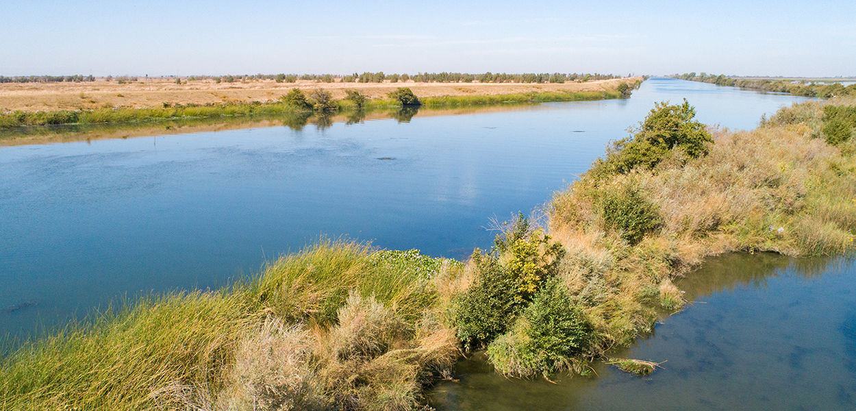 Tule growing in habitat surrounding the future location of the Lookout Slough Tidal Restoration Project in the Sacramento-San Joaquin Delta.