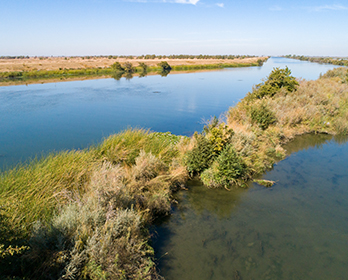 Tule growing in habitat surrounding the future location of the Lookout Slough Tidal Restoration Project in the Sacramento-San Joaquin Delta.