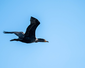 A single cormorant bird flying across blue sky in the Sacramento-San Joaquin Delta near Oakley, California.
