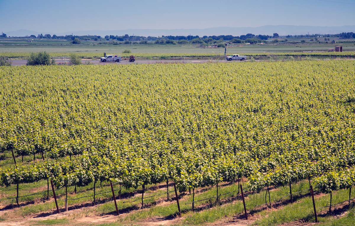 Rio Vista Vineyard A vineyard near the Delta Farmer's Market between State Route 12 and State Route 160 in the background, east of the Rio Vista Bridge in Sacramento County.