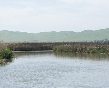 Sacramento-San Joaquin Delta waterway tule blowing in the wind.