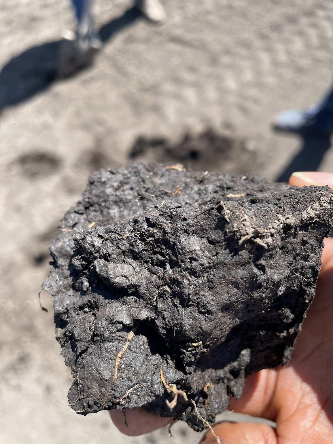 A photo of a rich soil clod from farmland on Staten Island.