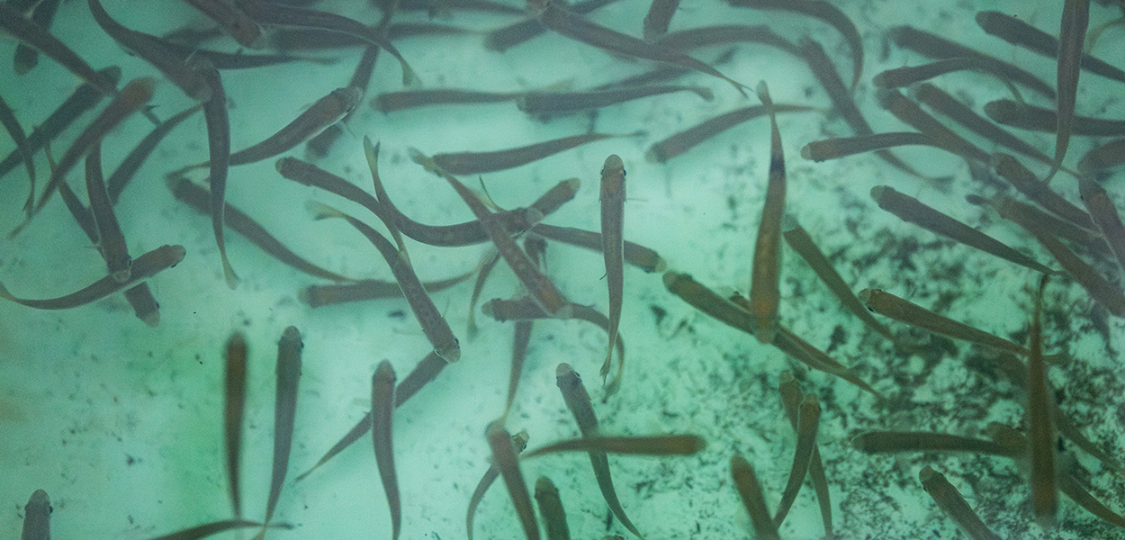 A group of young salmon swimming in a tank.