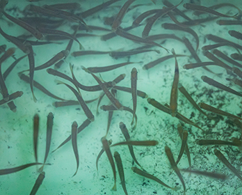 A group of young salmon swimming in a tank.