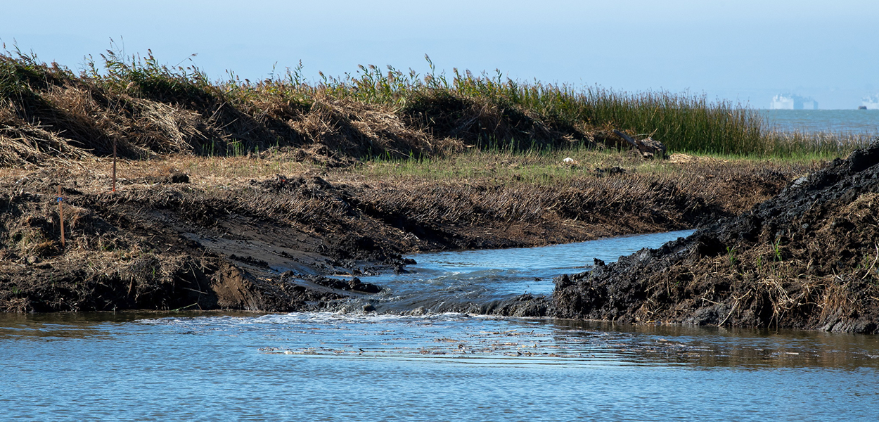 Water flows through an earthen waterway in a levee breach created as part of a tidal restoration project in the Grizzly Island Wildlife Area located in Solano County, California.