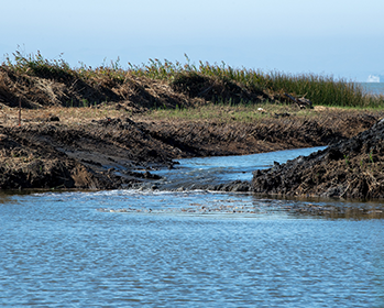Water flows through an earthen waterway in a levee breach created as part of a tidal restoration project in the Grizzly Island Wildlife Area located in Solano County, California.
