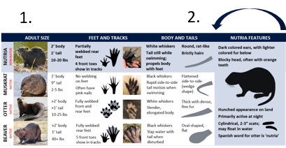 The inside table of the nutria pocket guide, with four sections visible: Adult Size, Feet and Tracks, Body and Tails, and Nutria Features. When holding it with the inside panel facing you (step one), step two of the folding instructions is to fold the guide into quarters starting from the right. The “Nutria Features” section should be folded onto the “Body and Tails” section.