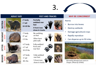 A partially folded pocket guide with three sections visible: Adult Size, Feet and Tracks, and Why Be Concerned? For step three, the “Why be concerned?” section should be folded onto “Feet and Tracks” section.