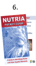 The front cover of the properly folded nutria pocket guide with the cover partially lifted to reveal the inside sections. Step six of the folding instructions is to confirm that when opening the finished product, the first page is “What are nutria?”